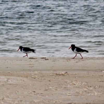 Haematopus longirostris (Australian Pied Oystercatcher) at Wallagoot, NSW - 31 May 2020 by RossMannell