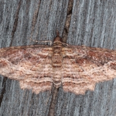 Chloroclystis filata (Filata Moth, Australian Pug Moth) at Lilli Pilli, NSW - 28 May 2020 by jbromilow50