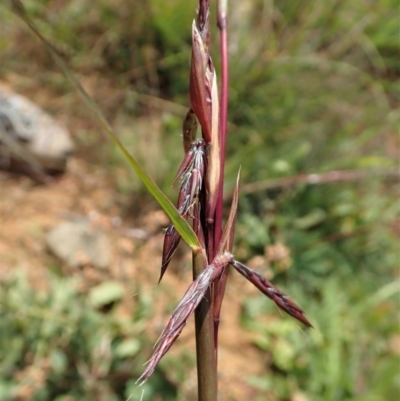 Cymbopogon refractus (Barbed-wire Grass) at Mount Painter - 31 May 2020 by CathB