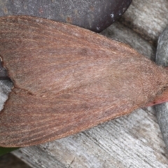 Pararguda rufescens (Rufous Snout Moth) at Lilli Pilli, NSW - 28 May 2020 by jbromilow50