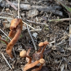 Laccaria sp. (Laccaria) at Molonglo Valley, ACT - 30 May 2020 by JanetRussell