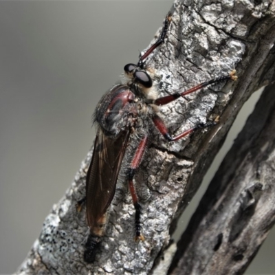 Neoaratus hercules at Tathra, NSW - 13 Jan 2019 by AndrewMcCutcheon