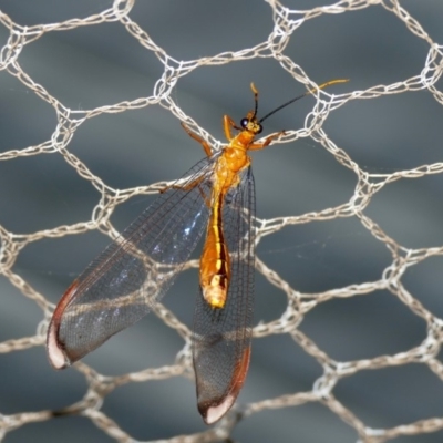 Nymphes myrmeleonoides (Blue eyes lacewing) at Black Range, NSW - 19 Jan 2016 by AndrewMcCutcheon