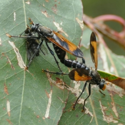 ASILIDAE (family) at Black Range, NSW - 29 Jan 2016 by AndrewMcCutcheon