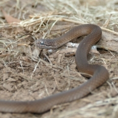 Drysdalia coronoides (White-lipped Snake) at Black Range, NSW - 11 Dec 2016 by AndrewMcCutcheon