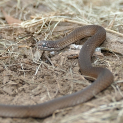 Drysdalia coronoides (White-lipped Snake) at Black Range, NSW - 11 Dec 2016 by AndrewMcCutcheon