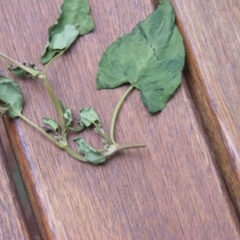 Rumex sagittatus at Deakin, ACT - 30 May 2020 04:29 PM