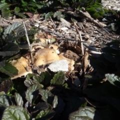 Unidentified Fungus at Sth Tablelands Ecosystem Park - 30 May 2020 by AndyRussell