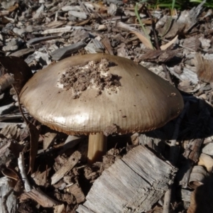 Volvopluteus gloiocephalus at Molonglo Valley, ACT - 30 May 2020