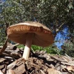 Volvopluteus gloiocephalus at Molonglo Valley, ACT - 30 May 2020