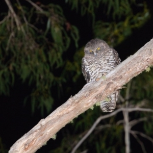 Ninox strenua at Uriarra Village, ACT - suppressed