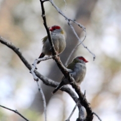Neochmia temporalis (Red-browed Finch) at Nelson, NSW - 14 May 2020 by RossMannell