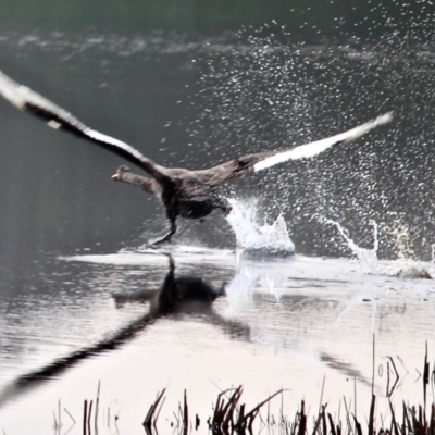 Cygnus atratus (Black Swan) at Bournda, NSW - 6 May 2020 by RossMannell