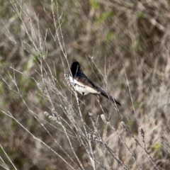 Rhipidura leucophrys (Willie Wagtail) at Bournda, NSW - 6 May 2020 by RossMannell