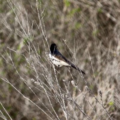 Rhipidura leucophrys (Willie Wagtail) at Bournda, NSW - 6 May 2020 by RossMannell