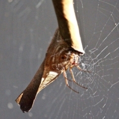 Phonognatha graeffei (Leaf Curling Spider) at Bournda, NSW - 5 May 2020 by RossMannell