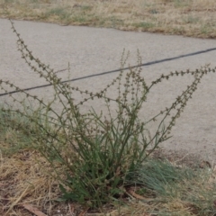 Rumex brownii (Slender Dock) at Gordon, ACT - 2 Feb 2020 by MichaelBedingfield