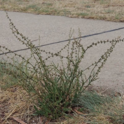 Rumex brownii (Slender Dock) at Gordon, ACT - 2 Feb 2020 by michaelb