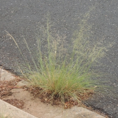 Eragrostis curvula (African Lovegrass) at Gordon, ACT - 2 Feb 2020 by MichaelBedingfield