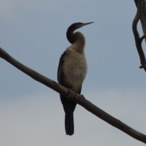 Anhinga novaehollandiae at Gordon, ACT - 2 Feb 2020