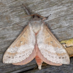 Oxycanus dirempta (Variable Oxycanus) at Ainslie, ACT - 1 Jun 2020 by jb2602