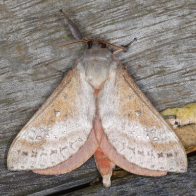 Oxycanus dirempta (Variable Oxycanus) at Ainslie, ACT - 1 Jun 2020 by jbromilow50