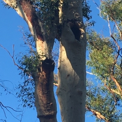 Native tree with hollow(s) (Native tree with hollow(s)) at Mogo, NSW - 1 Jun 2020 by nickhopkins