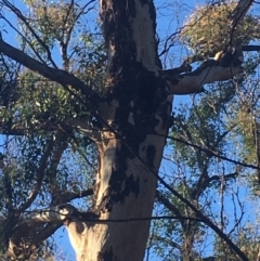 Native tree with hollow(s) (Native tree with hollow(s)) at Mogo, NSW - 1 Jun 2020 by nickhopkins