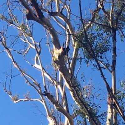 Native tree with hollow(s) (Native tree with hollow(s)) at Mogo, NSW - 1 Jun 2020 by nickhopkins