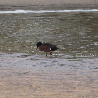 Anas castanea (Chestnut Teal) at Tathra, NSW - 12 May 2020 by RossMannell