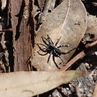 Nyssus albopunctatus (White-spotted swift spider) at Bournda, NSW - 22 Apr 2020 by RossMannell