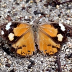 Heteronympha merope (Common Brown Butterfly) at Eden, NSW - 19 Apr 2020 by RossMannell