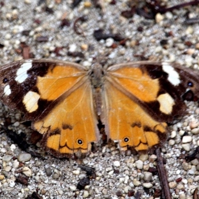 Heteronympha merope (Common Brown Butterfly) at Eden, NSW - 19 Apr 2020 by RossMannell