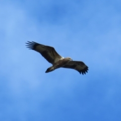 Icthyophaga leucogaster (White-bellied Sea-Eagle) at Broulee, NSW - 1 Jun 2020 by Christine