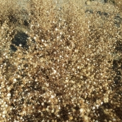 Dittrichia graveolens (Stinkwort) at Jerrabomberra, ACT - 2 Jun 2020 by Mike