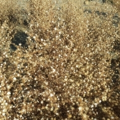 Dittrichia graveolens (Stinkwort) at Jerrabomberra, ACT - 1 Jun 2020 by Mike