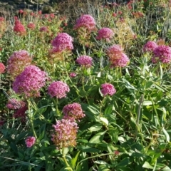 Centranthus ruber (Red Valerian, Kiss-me-quick, Jupiter's Beard) at Jerrabomberra, ACT - 2 Jun 2020 by Mike