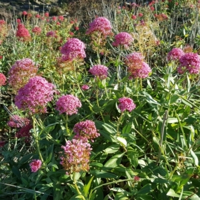 Centranthus ruber (Red Valerian, Kiss-me-quick, Jupiter's Beard) at Jerrabomberra, ACT - 2 Jun 2020 by Mike