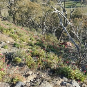 Centranthus ruber at Jerrabomberra, ACT - 2 Jun 2020