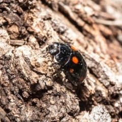 Paropsisterna octosignata (Eucalyptus leaf beetle) at Dunlop, ACT - 1 Jun 2020 by Roger