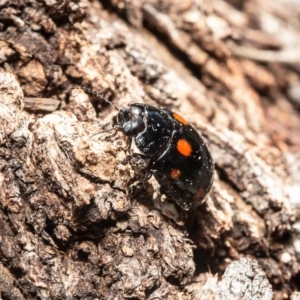 Paropsisterna octosignata at Molonglo River Reserve - 2 Jun 2020