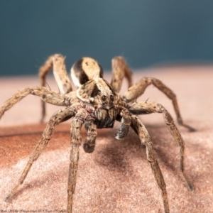 Venatrix pseudospeciosa at Macgregor, ACT - 2 Jun 2020