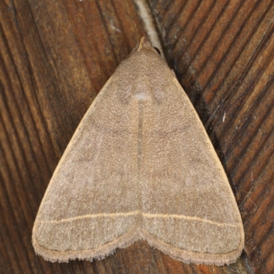 Simplicia caeneusalis (Herminiine moth) at Lilli Pilli, NSW - 1 Jun 2020 by jbromilow50