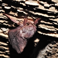 Oxycanus (genus) at Wanniassa, ACT - 1 Jun 2020 10:00 PM