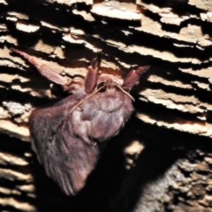 Oxycanus (genus) at Wanniassa, ACT - 1 Jun 2020