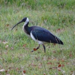 Threskiornis spinicollis (Straw-necked Ibis) at Symonston, ACT - 1 Jun 2020 by Mike