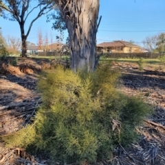 Omphacomeria acerba at Hughes, ACT - 2 Jun 2020