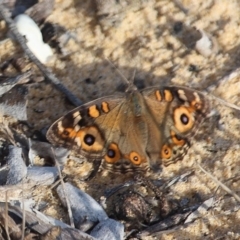 Junonia villida (Meadow Argus) at Bournda, NSW - 13 Apr 2020 by RossMannell