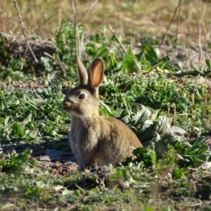 Oryctolagus cuniculus at Jerrabomberra, ACT - 2 Jun 2020 07:58 AM