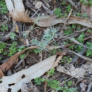 Linaria pelisseriana at Hughes, ACT - 30 May 2020 02:15 PM